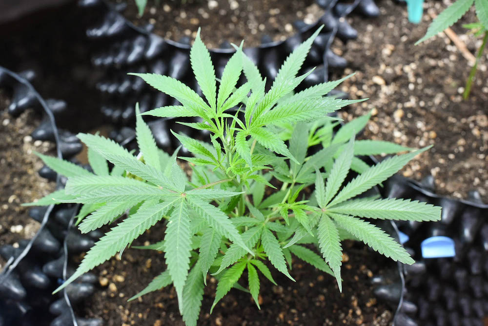 Top shot of cannabis growing