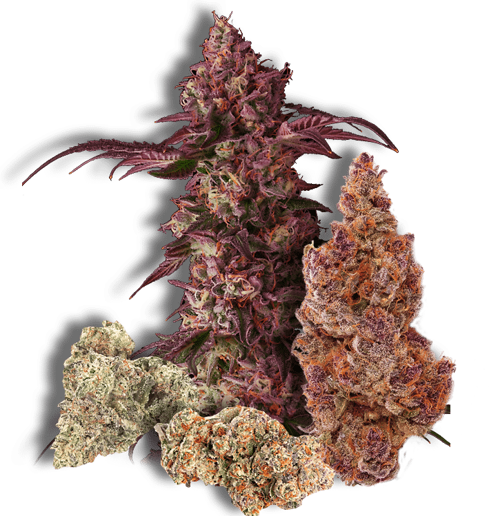 closeup image of cannabis flowers, also known as marijuana buds