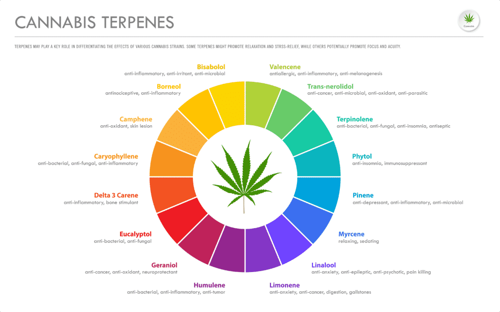 a chart in rainbow colors visualizing several different cannabis terpenes