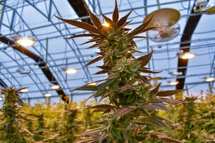 a large cannabis flower growing in an indoor marijuana garden